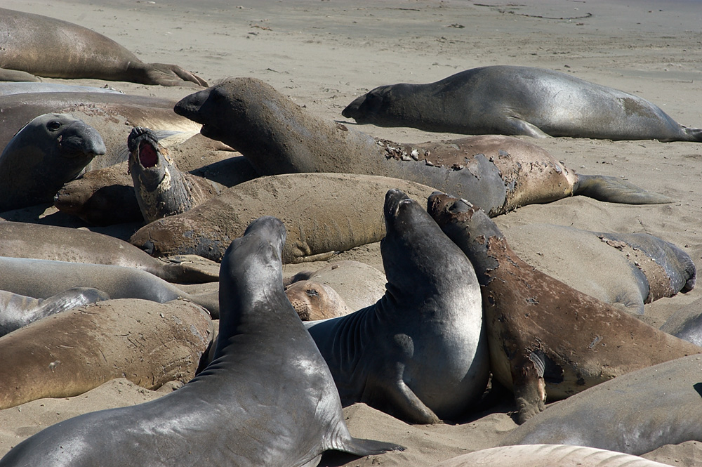 Elephant Seals